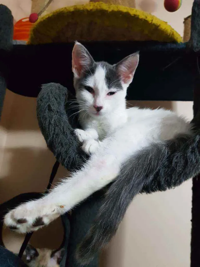 Gato raça SRD idade 2 a 6 meses nome Luna