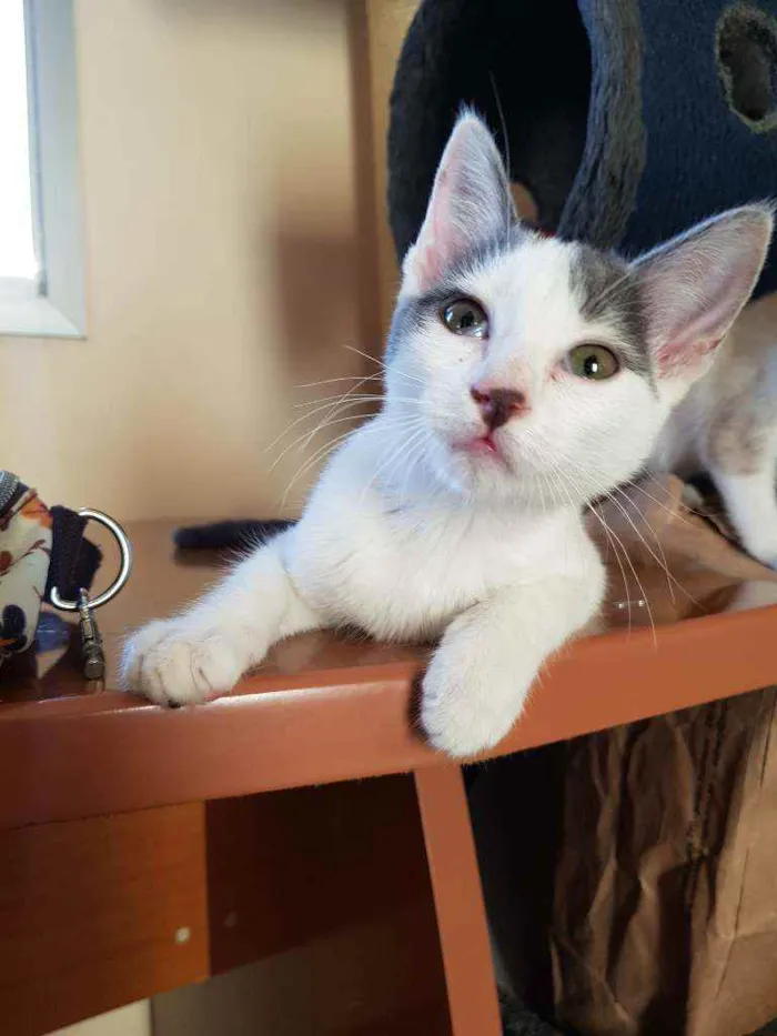 Gato raça SRD idade 2 a 6 meses nome Luna