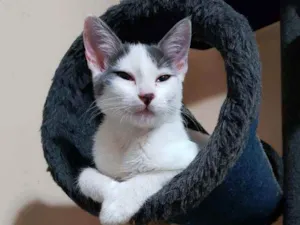 Gato raça SRD idade 2 a 6 meses nome Luna