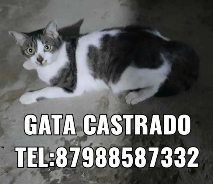 Gato ra a Sem raça  idade 2 anos nome Varios