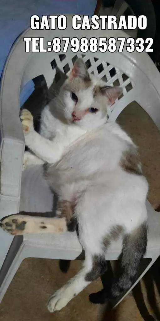 Gato ra a Sem raça  idade 2 anos nome Varios