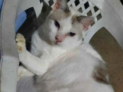 Gato ra a Sem raça  idade 2 anos nome Varios