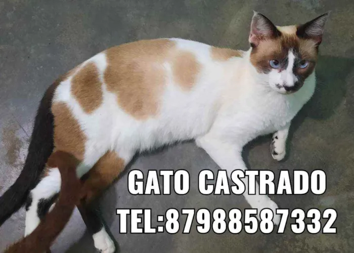 Gato ra a Sem raça  idade 2 anos nome Varios