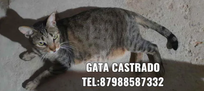 Gato ra a Sem raça  idade 2 anos nome Varios