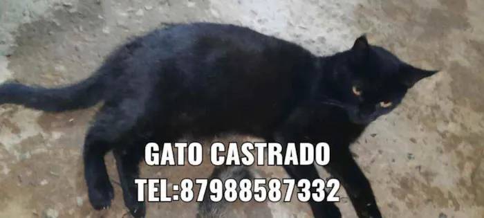 Gato ra a Sem raça  idade 2 anos nome Varios