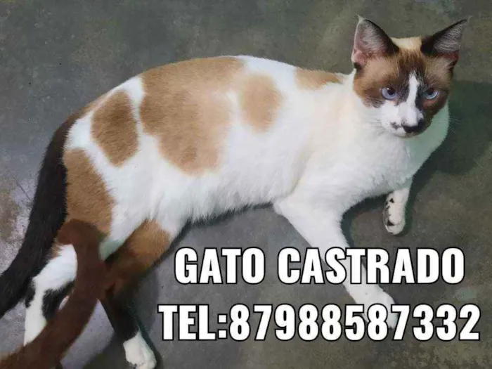 Gato ra a Sem raça  idade 2 anos nome Varios