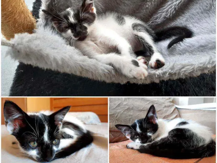 Gato ra a PCB idade Abaixo de 2 meses nome Bolinha