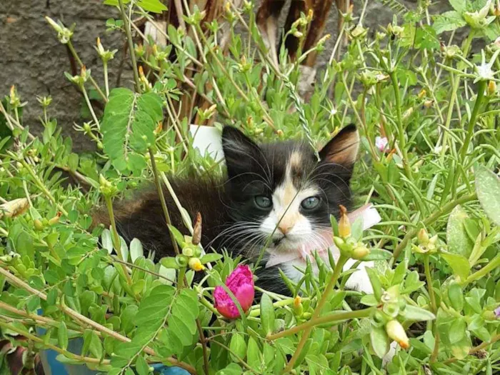 Gato ra a Sem raça definida idade Abaixo de 2 meses nome Pyong