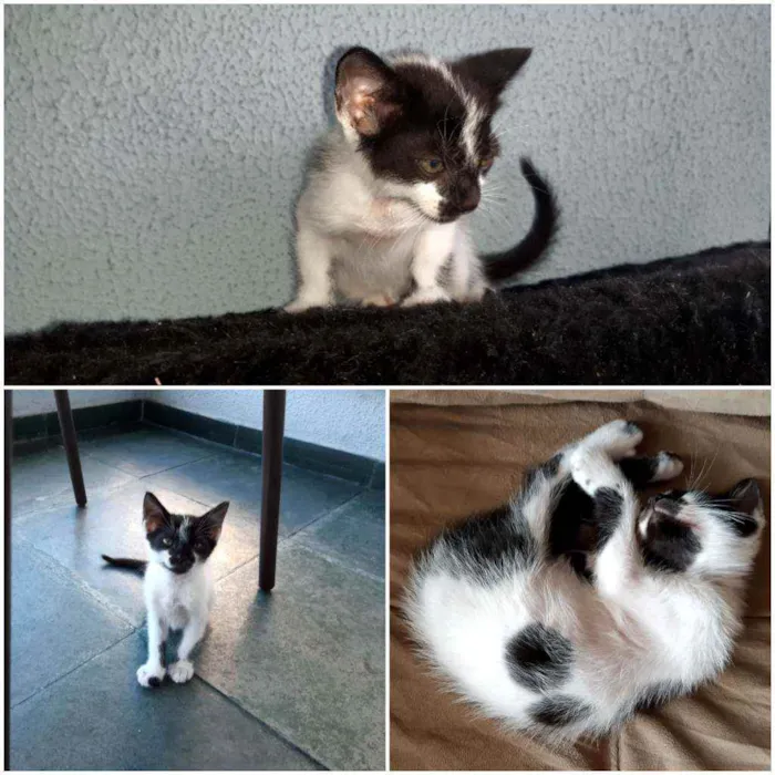 Gato ra a PCB idade Abaixo de 2 meses nome Bolinha