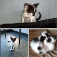 Bolinha