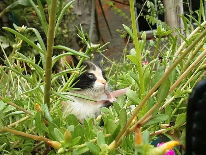 Gato ra a Sem raça definida idade Abaixo de 2 meses nome Pyong