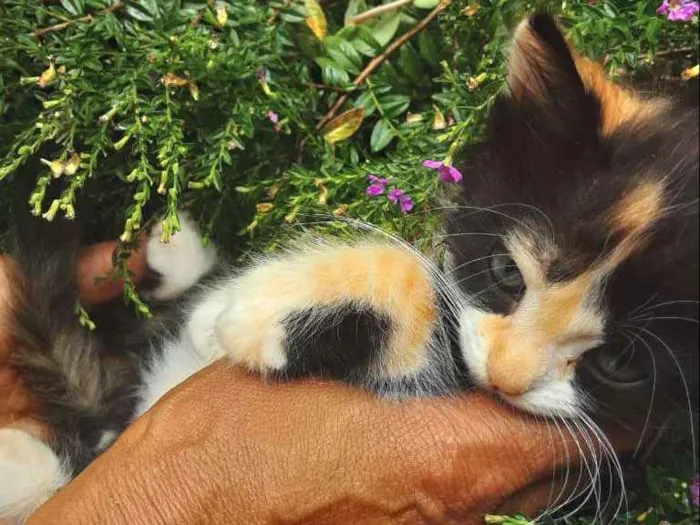 Gato ra a Sem raça definida idade Abaixo de 2 meses nome Pyong