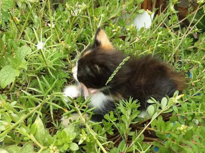 Gato ra a Sem raça definida idade Abaixo de 2 meses nome Pyong