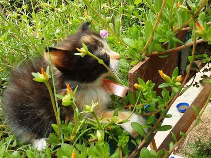 Gato ra a Sem raça definida idade Abaixo de 2 meses nome Pyong