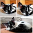 Bolinha