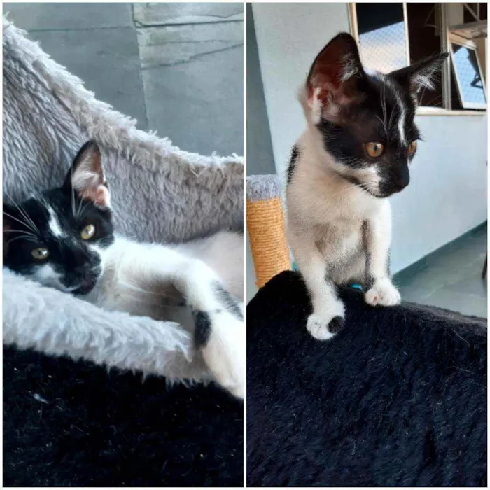Gato ra a PCB idade 2 a 6 meses nome Bolinha