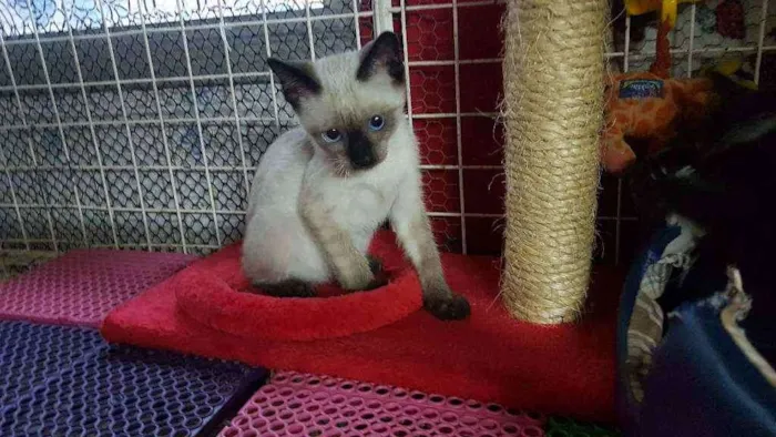 Gato raça Siames idade 2 a 6 meses nome Brad