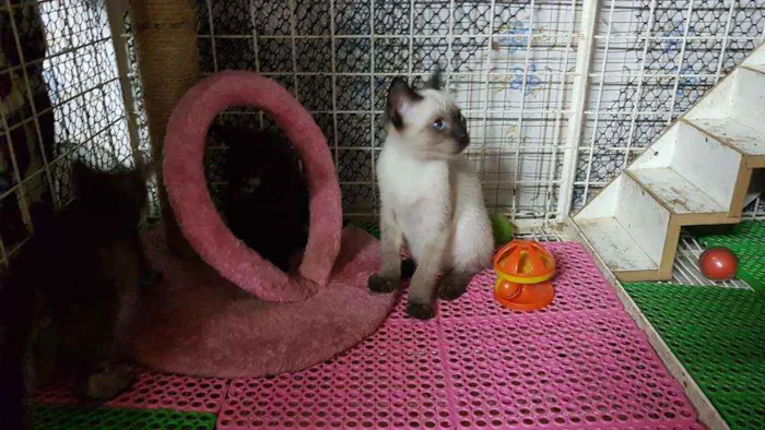 Gato raça Siames idade 2 a 6 meses nome Brad