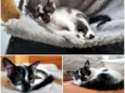 Bolinha