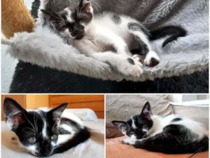 Gato raça PCB idade Abaixo de 2 meses nome Bolinha