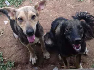 Cachorro raça Vira lata  idade 7 a 11 meses nome Ruck e duqueza