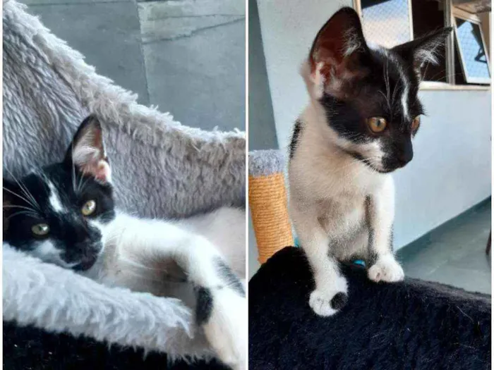 Gato ra a PCB idade 2 a 6 meses nome Bolinha