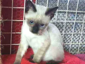 Gato raça Siames idade 2 a 6 meses nome Brad