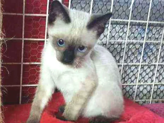 Gato raça Siames idade 2 a 6 meses nome Brad