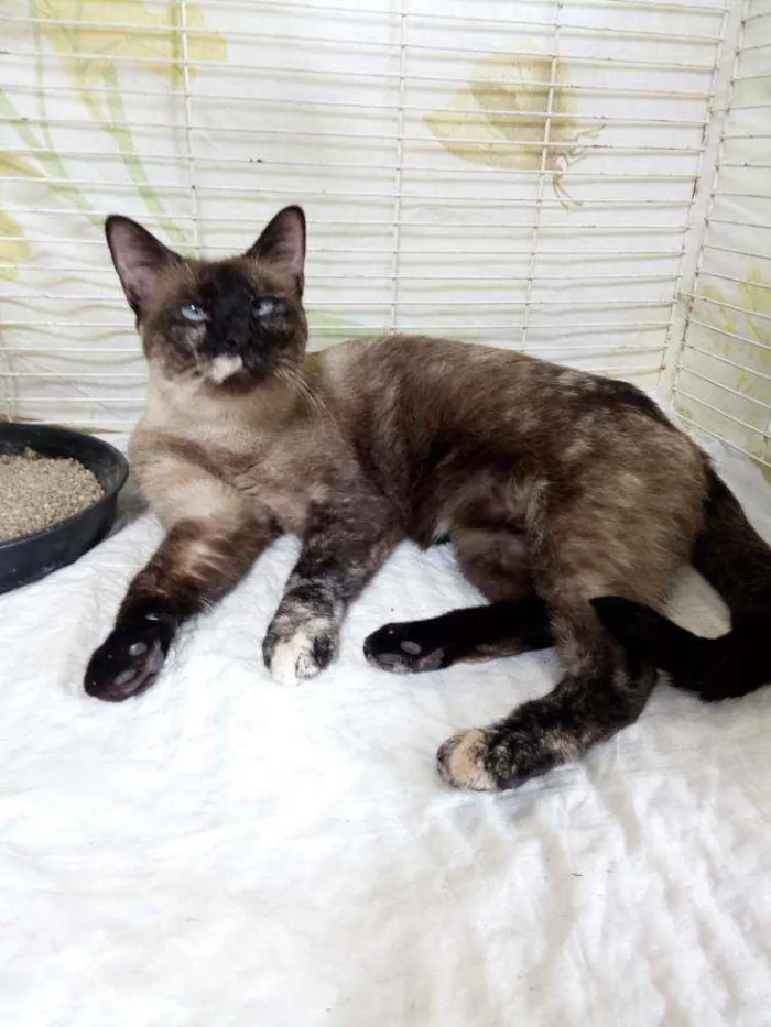Gato ra a Srd idade 1 ano nome Ludmila