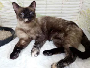 Gato raça Srd idade 1 ano nome Ludmila