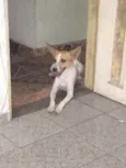 Tobias 