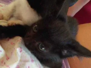 Gato raça Indefinida idade 2 a 6 meses nome Sem nome