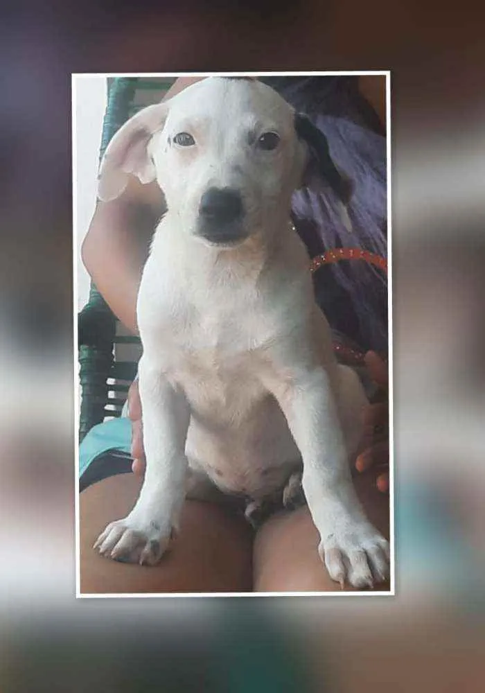 Cachorro raça Vira-lata misturado idade 2 a 6 meses nome Artuzinho, 