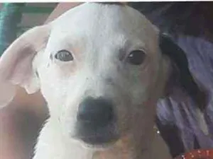 Cachorro raça Vira-lata misturado idade 2 a 6 meses nome Artuzinho, 
