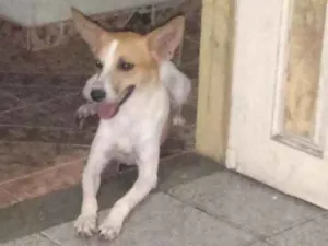 Cachorro raça Raciado com Pincher número 3 idade 2 a 6 meses nome Tobias 