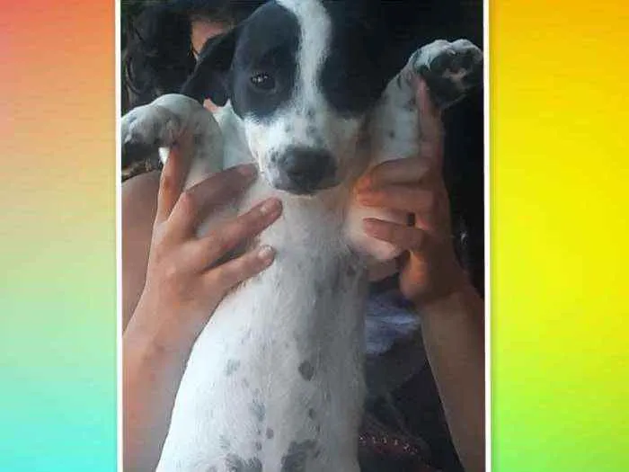 Cachorro raça Vira-lata misturado idade 2 a 6 meses nome Artuzinho, 