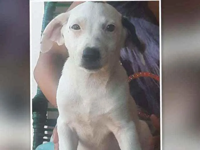 Cachorro raça Vira-lata misturado idade 2 a 6 meses nome Artuzinho, 
