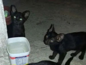 Gato raça  idade 2 a 6 meses nome Black