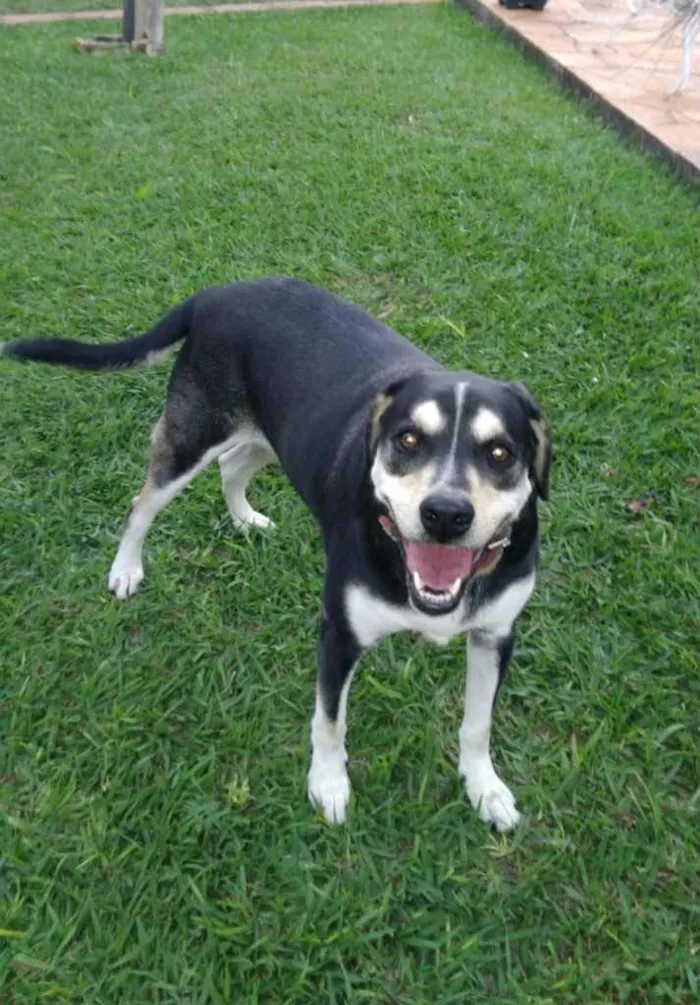 Cachorro ra a Srd idade 4 anos nome Meg