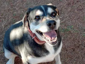 Cachorro raça Srd idade 4 anos nome Meg