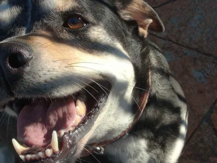 Cachorro ra a Srd idade 4 anos nome Meg