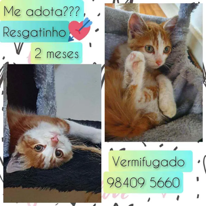 Gato raça SRD idade 2 a 6 meses nome Resgatinho