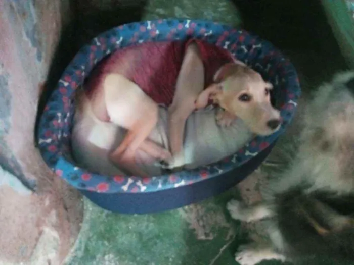 Cachorro raça SRD idade 2 a 6 meses nome Lilica