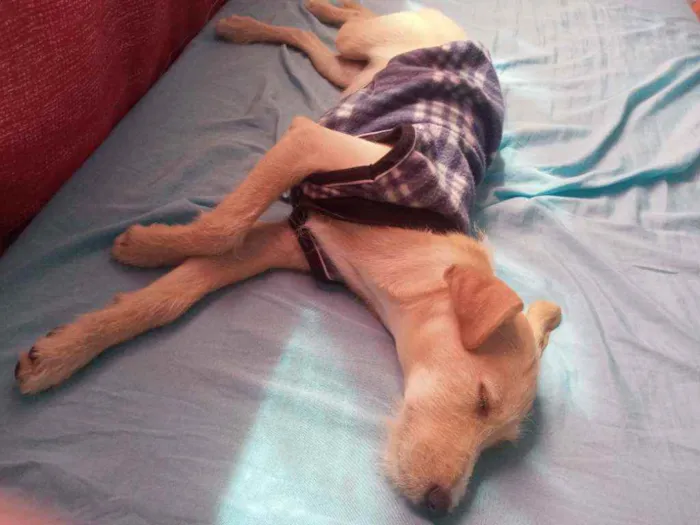 Cachorro raça SRD idade 2 a 6 meses nome Lilica