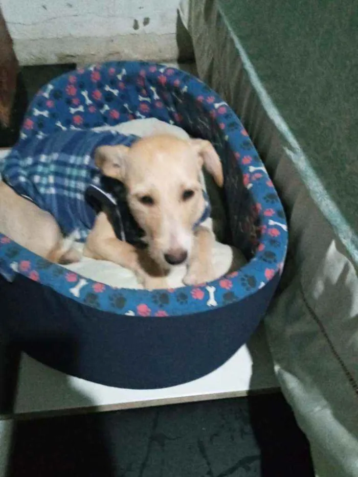Cachorro raça SRD idade 2 a 6 meses nome Lilica