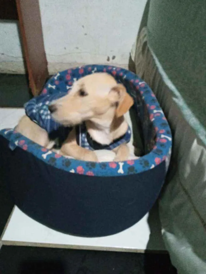 Cachorro raça SRD idade 2 a 6 meses nome Lilica