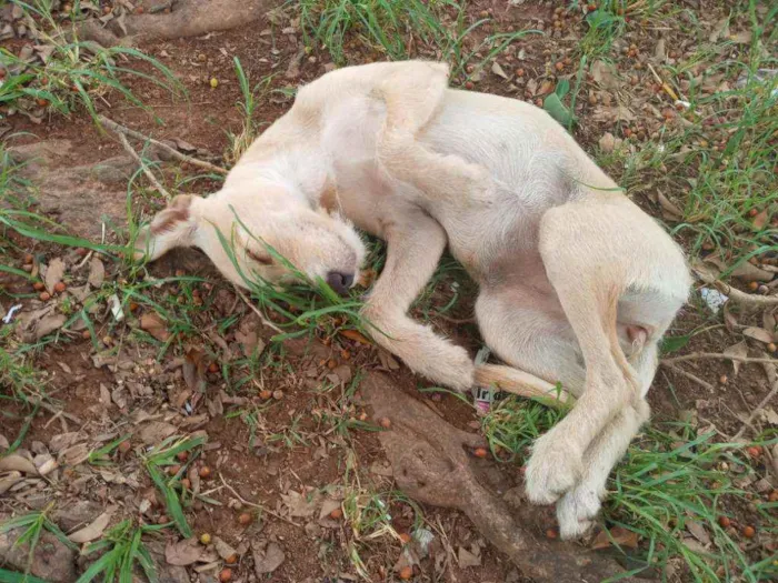 Cachorro raça SRD idade 2 a 6 meses nome Lilica