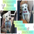 Pipoca