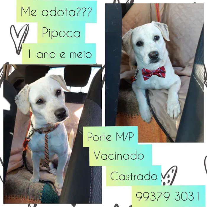 Cachorro raça SRD idade 1 ano nome Pipoca
