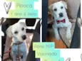 Pipoca